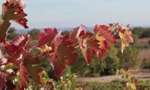 Rama en el viñedo en otoño